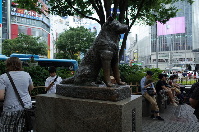 涩谷站前的狗图片