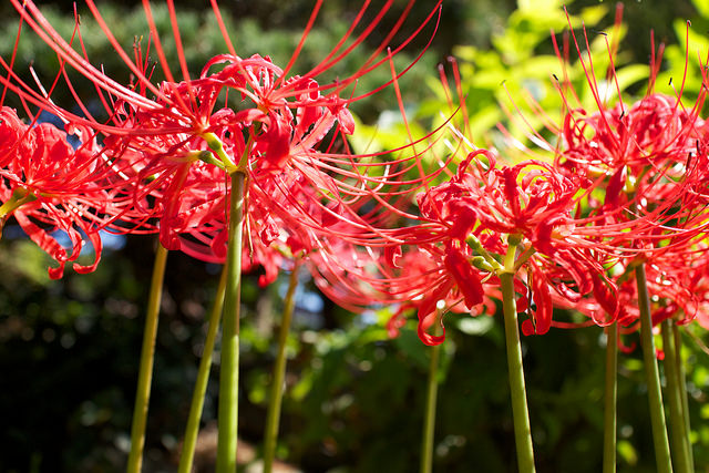 8 Beautiful Flowers of the Four Seasons to be Seen in Japan | tsunagu Japan